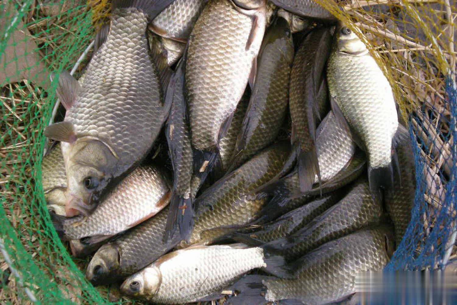 窝料和钓饵, 可以在窝料 窝料和钓饵, 可以在窝料